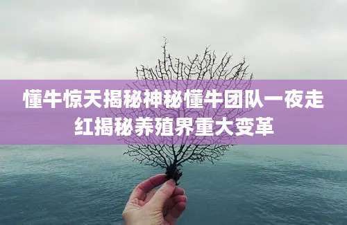 懂牛惊天揭秘神秘懂牛团队一夜走红揭秘养殖界重大变革