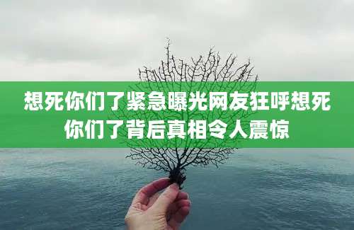想死你们了紧急曝光网友狂呼想死你们了背后真相令人震惊