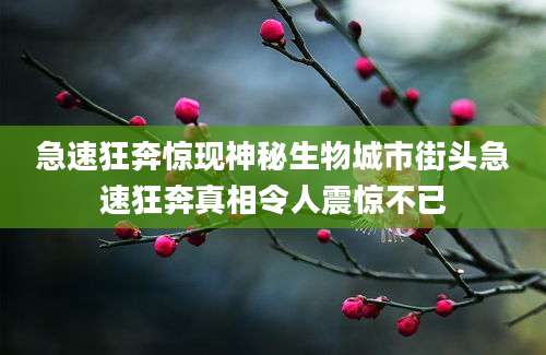 急速狂奔惊现神秘生物城市街头急速狂奔真相令人震惊不已